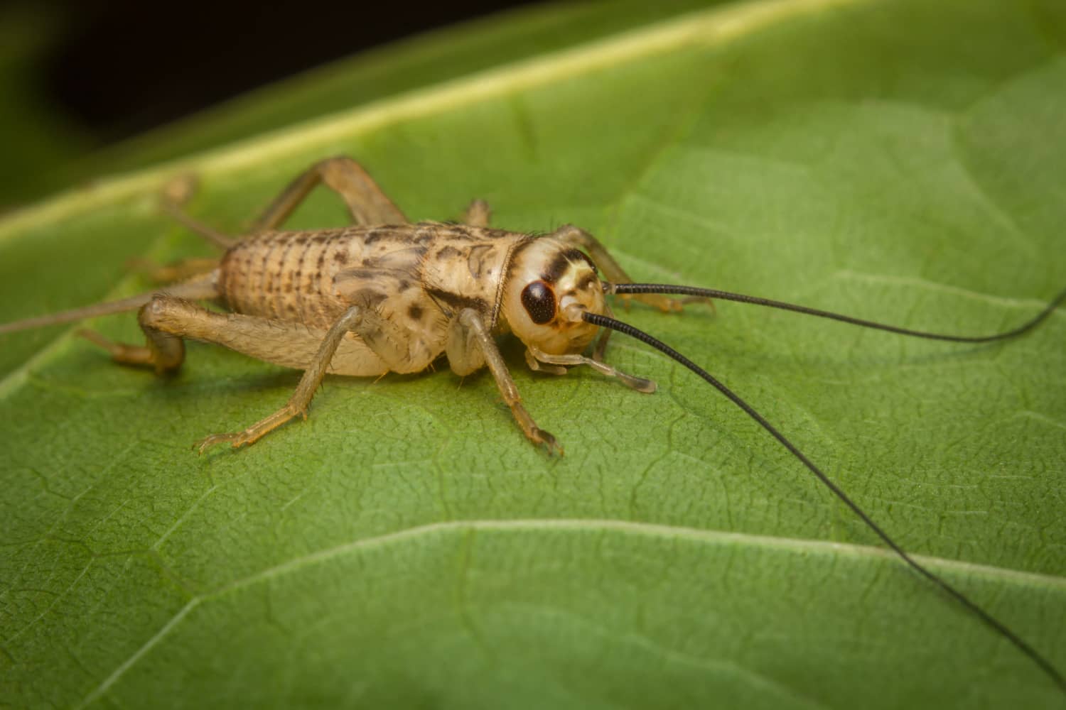 image of a house cricket sitting on a green leaf